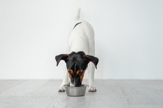 Cachorro pode comer tomate? Saiba mais!