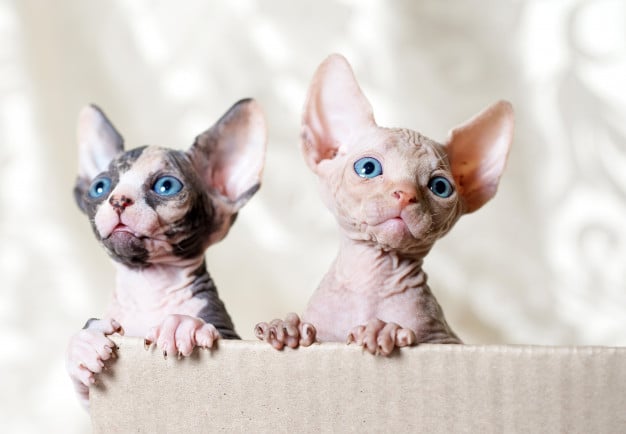 Sphynx: saiba tudo sobre a raça de gato sem pelo