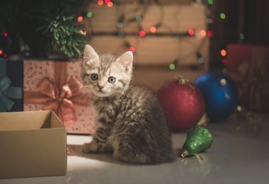 Presentes de Natal para filhotes de gato