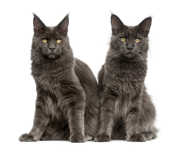 Dois Maine Coon pretos