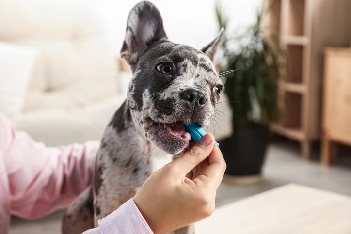 Qual a melhor pasta de dente para cachorro? Conheça 5 opções
