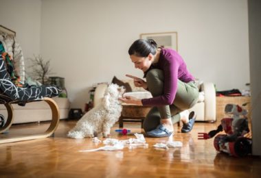 Como ajudar seu cachorro a ser mais obediente