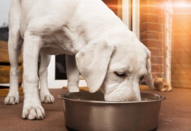 Ração Pro Plan para filhotes de cachorro de raças grandes (Review)