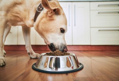 Ração Pro Plan para filhotes de cachorro de raças médias (Review)