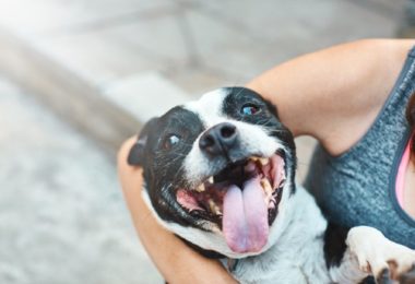Dia internacional do riso: Cachorro sorri?