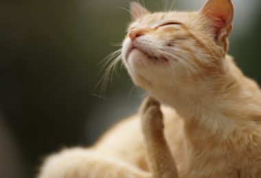 Antipulgas para gatos: qual o melhor?