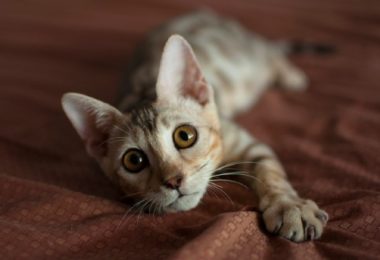Conheça o período mais sensível da socialização dos gatos filhotes