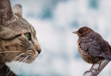 Como acostumar um gato com aves?