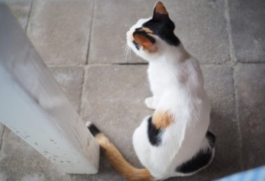Por que meu gato está esfregando o traseiro no chão?