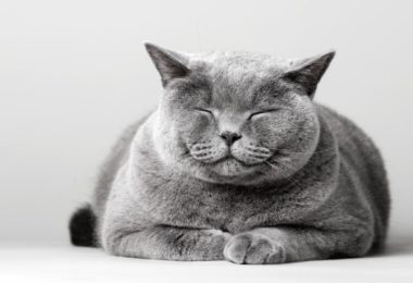 Dia Internacional do riso: Gato sorri?