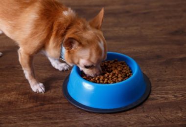 Ração Purina Pro Plan Cachorros Raças Pequenas (Review)