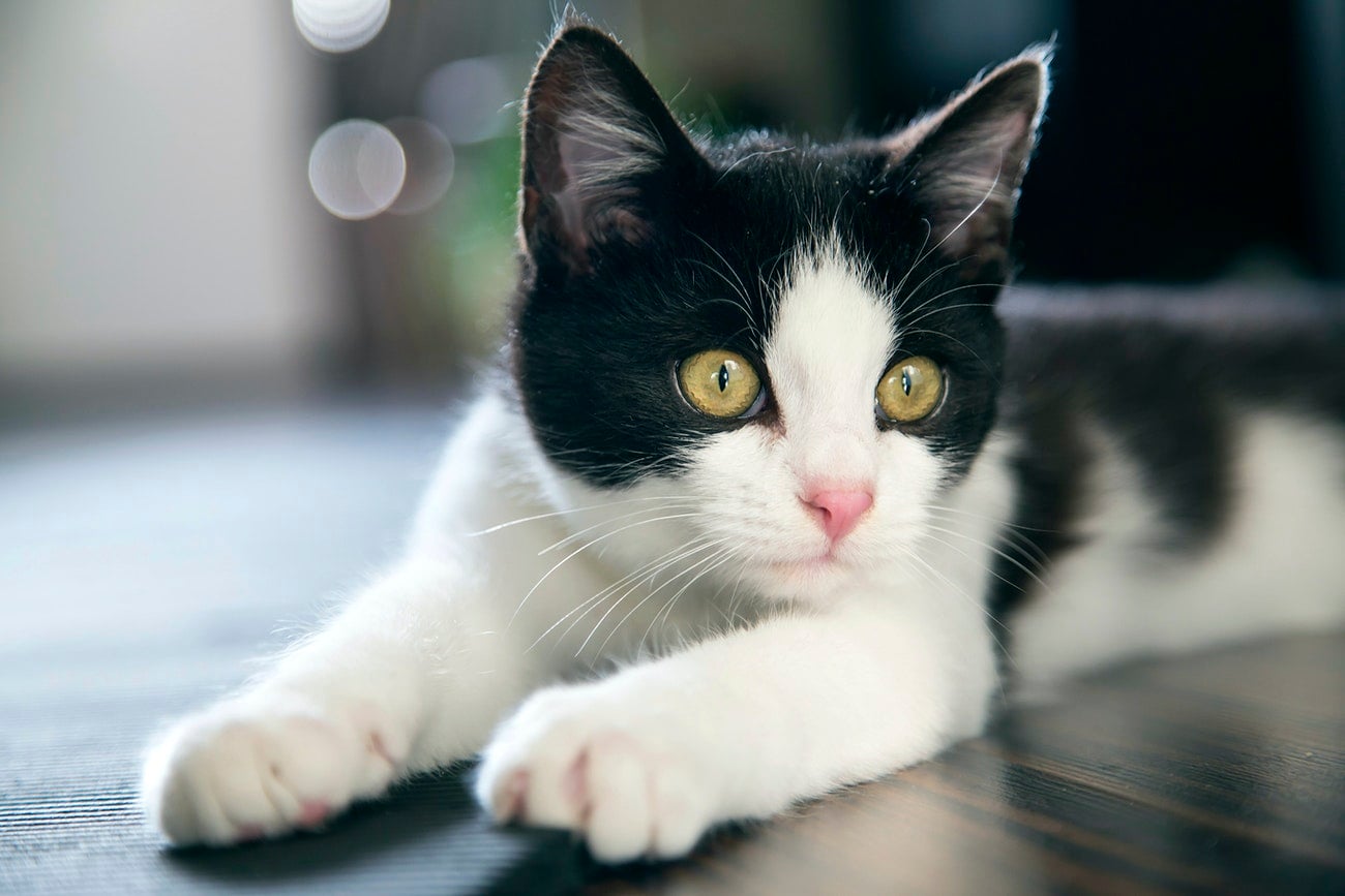 Pulga em gato? Veja como eliminar em 5 passos!