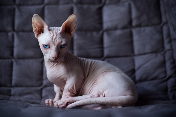 gato Bambino deitado em um sofá