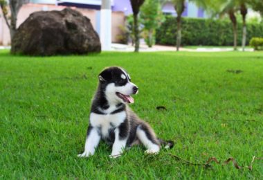 O que ensinar ao seu cachorro nos primeiros meses de vida