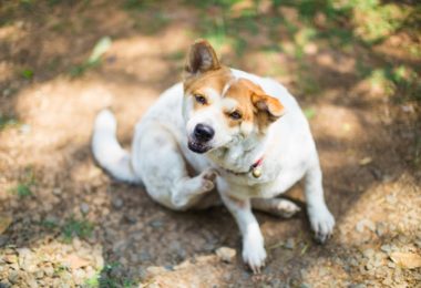 Cachorro com pulgas