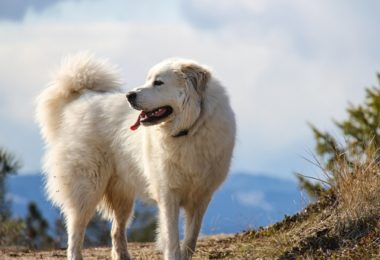 Cão dos Pirineus – Principais doenças