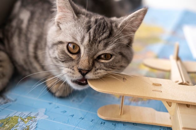 gato rajado, de olhos verdes deitado sobre uma mapa mundi, mordendo um aviãozinho de madeira.