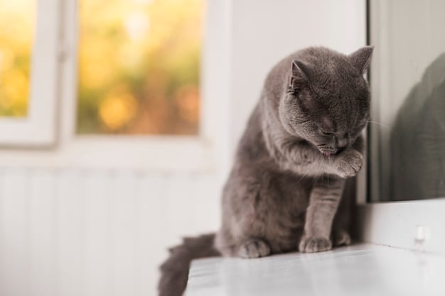 Bola de pelo: saiba como ajudar o seu gatinho