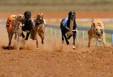 Corrida de galgos é permitida no Brasil?
