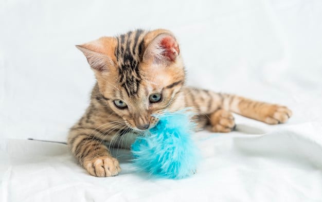 filhote de gato tigrado deitado sobre uma superfície de lençol branco, mordendo uma bolinha de pelúcia azul clara