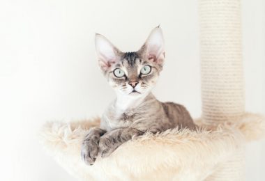 Devon Rex – Principais doenças