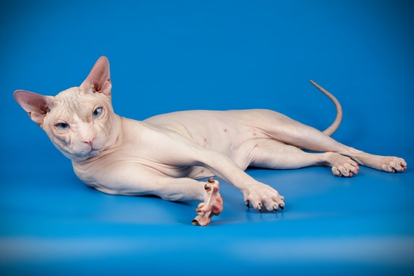 Gato Sphynx Blindão - song and lyrics by Lil Dr4c0