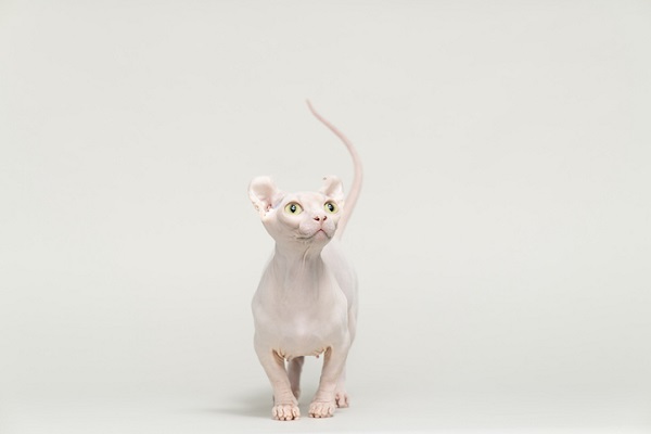 Gato Sphynx Blindão - song and lyrics by Lil Dr4c0