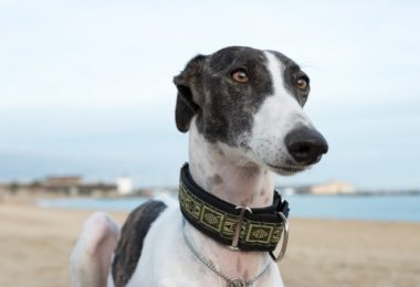 Raça de cachorro Galgo: conheça os mais populares no Brasil