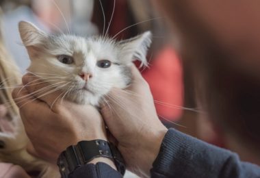 Número de gatos adotados cresceu durante a quarentena