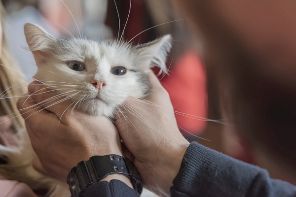 Pense o Amanhã: Jogo de Cercar o Gato