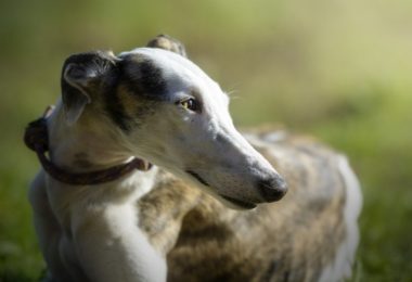 Greyhound – Principais doenças