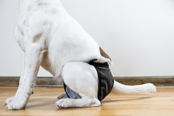 Cadela com incontinência urinária