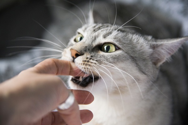 Compre Brinquedo de gato de raspão de gato de raspão de gato