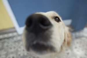 focinho do cachorro