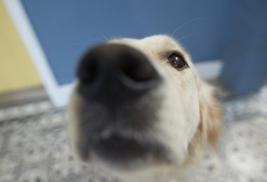 Seu cheiro é mais importante para seu cachorro do que qualquer outro fator