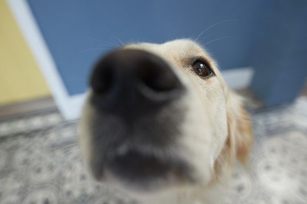 Olfato canino