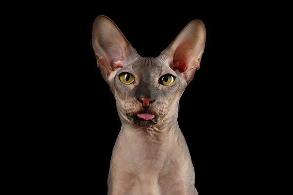 Gato Sphynx Blindão - song and lyrics by Lil Dr4c0