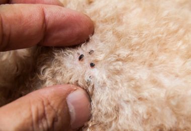 Cachorro com pulga: Quatro sinais de que seu pet está infestado