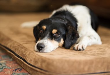 Quanto custa ter um cachorro?