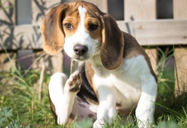 Quatro jeitos do seu cachorro pegar pulgas