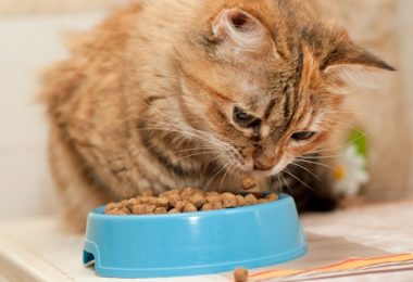 Ração Pro Plan para gatos adultos a partir de sete anos (Review)