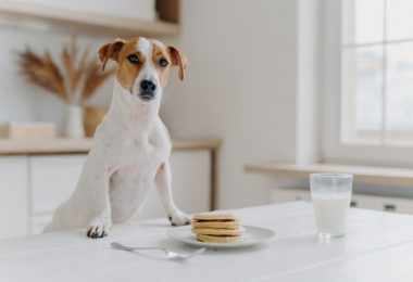 Receita de panqueca de banana para cachorros e gatos
