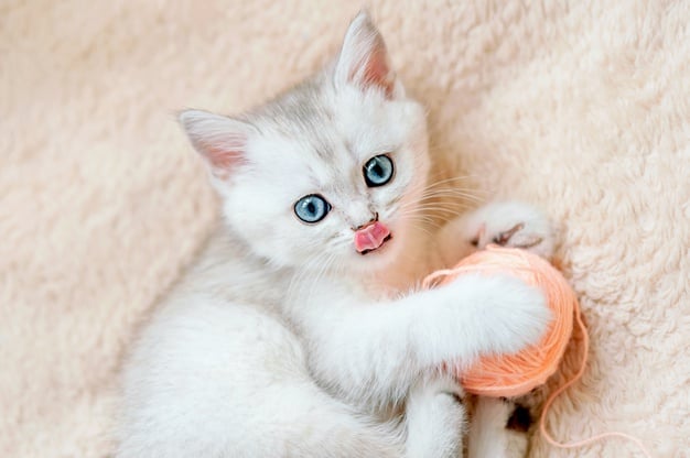 10 brincadeiras com gato que ajudam no seu desenvolvimento!