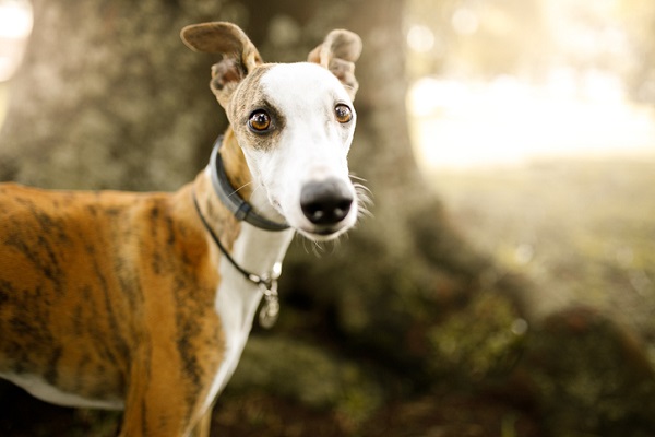 Cachorro Whippet