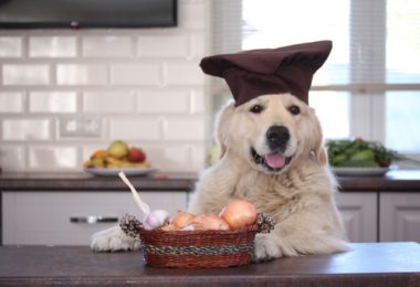 Cachorro pode comer cebola?