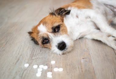 Disfunção Pancreática em Cães