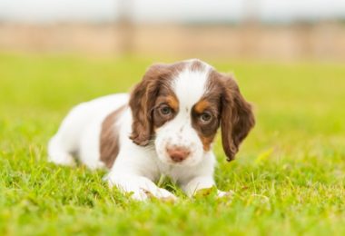 Onde conseguir filhote de cachorro de graça?