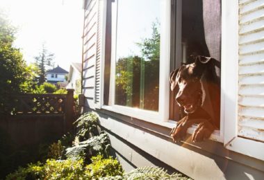 Cachorro com ansiedade de separação: o que fazer?