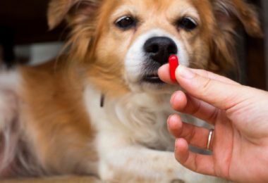 Meu cachorro deve ser medicado para problemas comportamentais?