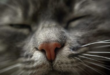 O que o focinho do seu gato pode dizer?